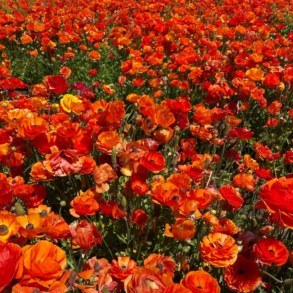 Meet your Posher, Kailie